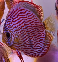 discusvis Rood Turquoise